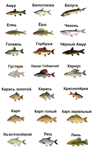 семейства рыб таблица